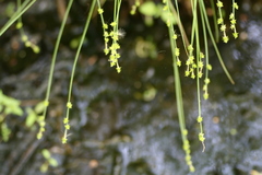 Carex seorsa
