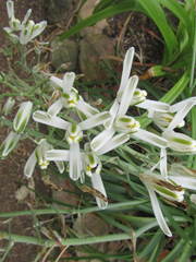 Albuca batteniana