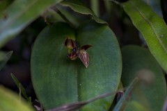 Pleurothallis matudana