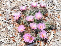 Coryphantha macromeris