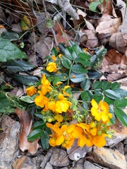 Senna stipulacea