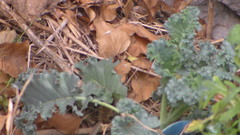 Brassica oleracea