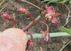 Eulophia clitellifera