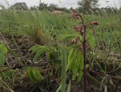 Eulophia clitellifera