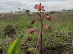 Eulophia clitellifera