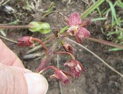 Eulophia clitellifera