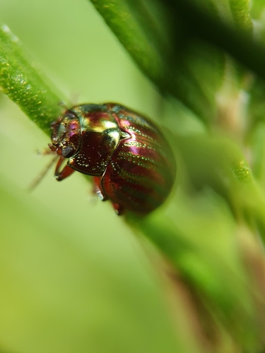 Rosemary Beetle, Mijdrecht, photo 9 of 10