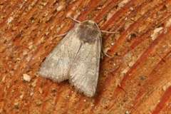 Cerastis leucographa