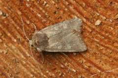 Cerastis leucographa