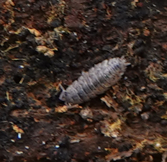 Oniscus asellus