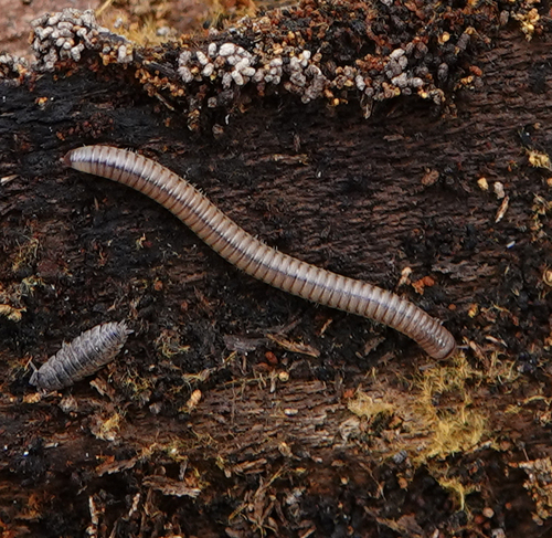 Blunt-tailed Snake Millipede, photo 6 of 10