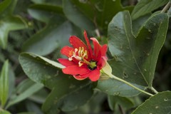 Passiflora manicata