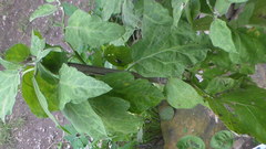 Solanum melongena