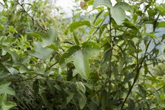 Passiflora manicata