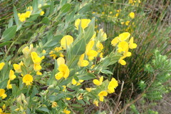 Rafnia elliptica
