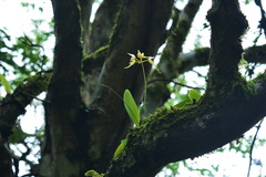 Bulbophyllum macraei