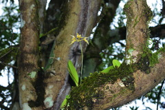 Bulbophyllum macraei