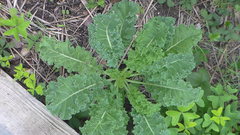 Brassica oleracea