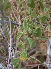 Brickellia microphylla