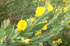 Rafnia elliptica