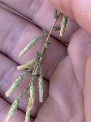 Brickellia microphylla