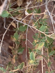 Brickellia microphylla