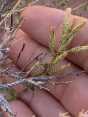 Brickellia microphylla