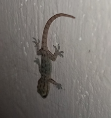 Hemidactylus frenatus