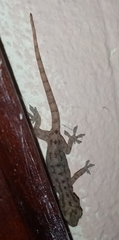 Hemidactylus frenatus