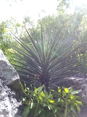 Yucca capensis
