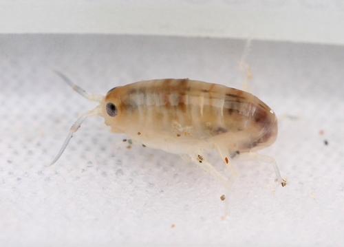 Pulce di sabbia atlantica