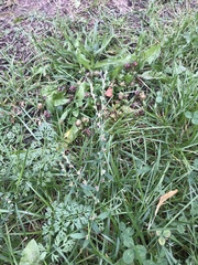 Polygonum ramosissimum