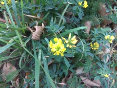 Medicago falcata