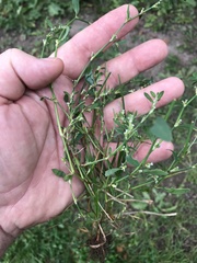 Polygonum ramosissimum