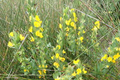 Rafnia elliptica