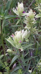 Castilleja pallida