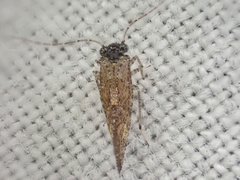 Myopsocidae