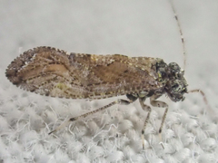 Myopsocidae