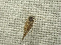 Myopsocidae
