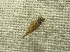 Myopsocidae