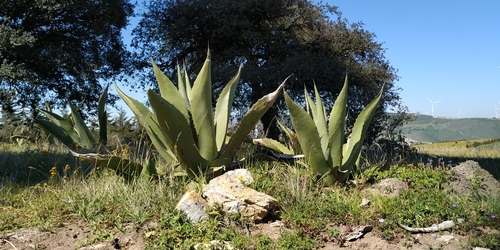 Agave salmiana