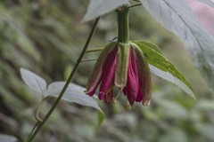 Passiflora antioquiensis