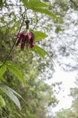 Passiflora antioquiensis