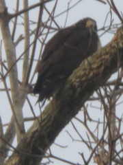 Buteogallus urubitinga