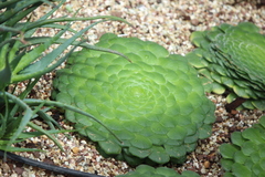 Aeonium tabuliforme