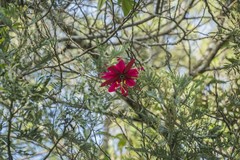 Passiflora antioquiensis