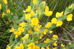 Rafnia elliptica