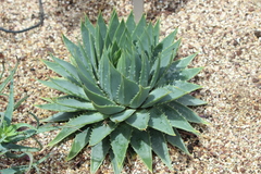 Aloe polyphylla