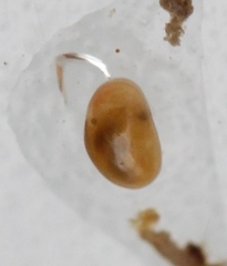 Cyprididae