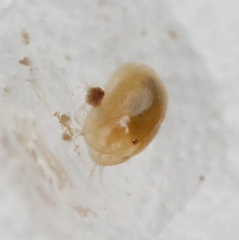 Cyprididae